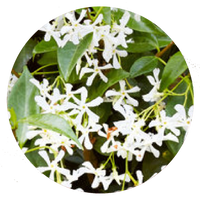 Jasmine - RANAVAT